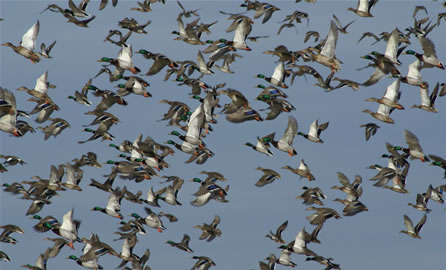 DUCKS-No shortage Jan 17!